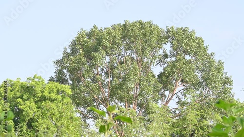 Ficus religiosa tree. It's other name bodhi tree, pippala tree, peepul tree or ashwattha tree. This is the tree under which Gautama Buddha is believed to have attained enlightenment.
 photo