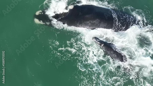 Right whale swims near the shore in clear blue waters during a sunny day