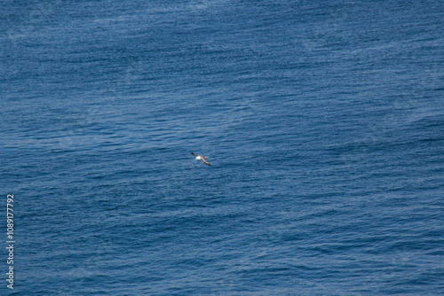 Bird flying over the ocean