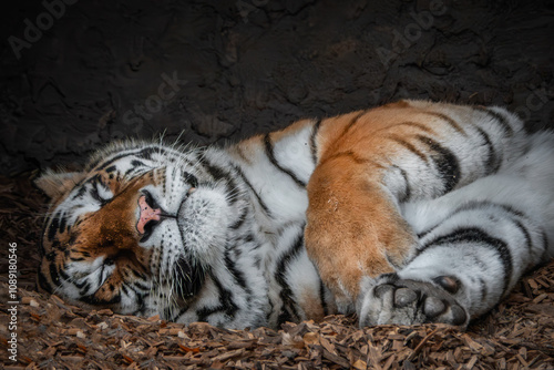 Schlafender sibirischer Tiger photo