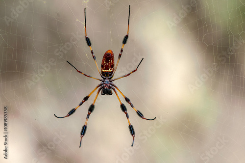 A ventral view of a female golden silk orb-weaver spider, also known as a banana spider. Trichonephila clavipes. Horizontal photo