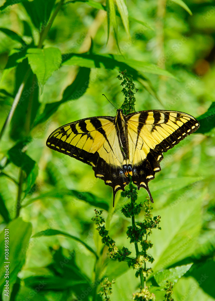 Macro of an adult male Eastern Tiger Swallowtail butterfly, Papilio glaucus. Dorsal view with wings fully extended displaying the yellow and black color pattern. Vertical Macro of an adult male Eastern Tiger Swallowtail butterfly, Papilio glaucus. Dorsal view with wings fully extended displaying the yellow and black color pattern. Vertical