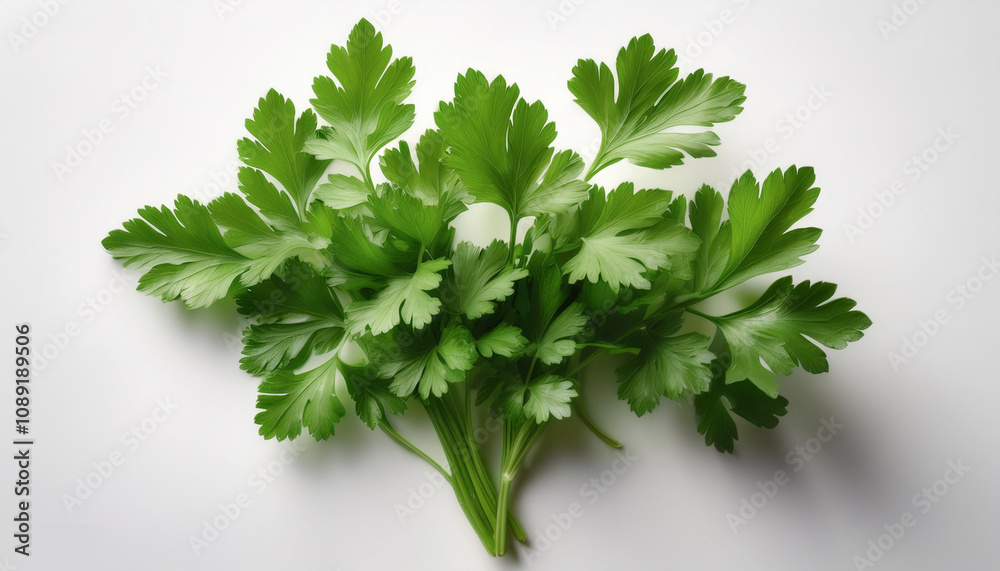 A small bunch of fresh parsley leaves on a white background A small bunch of fresh parsley leaves on a white background