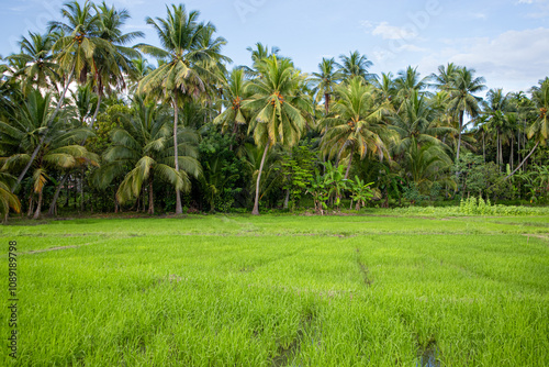 green rice field landscape image