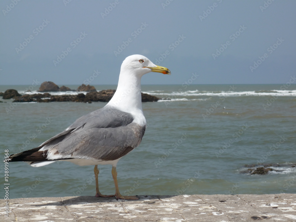 Fototapeta premium seagull on the beach