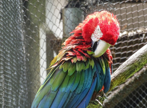 Green-winged macaw parrot. Ara chloropterus at the zoo photo