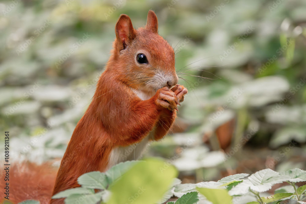 Fressendes Eichhörnchen auf der Wiese
