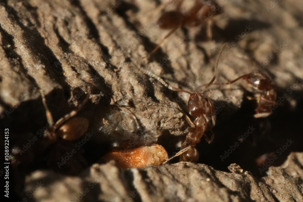 Macro closeup of ants crawling in and out of a crack in the concrete. Macro closeup of ants crawling in and out of a crack in the concrete.