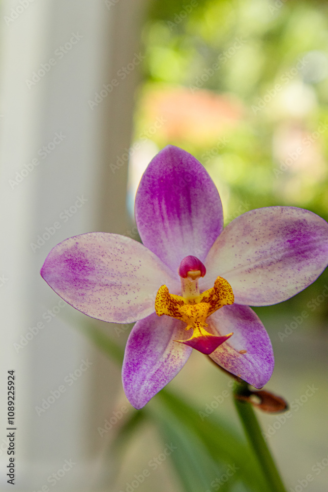 purple orchid flower in the garden close up image purple orchid flower in the garden close up image