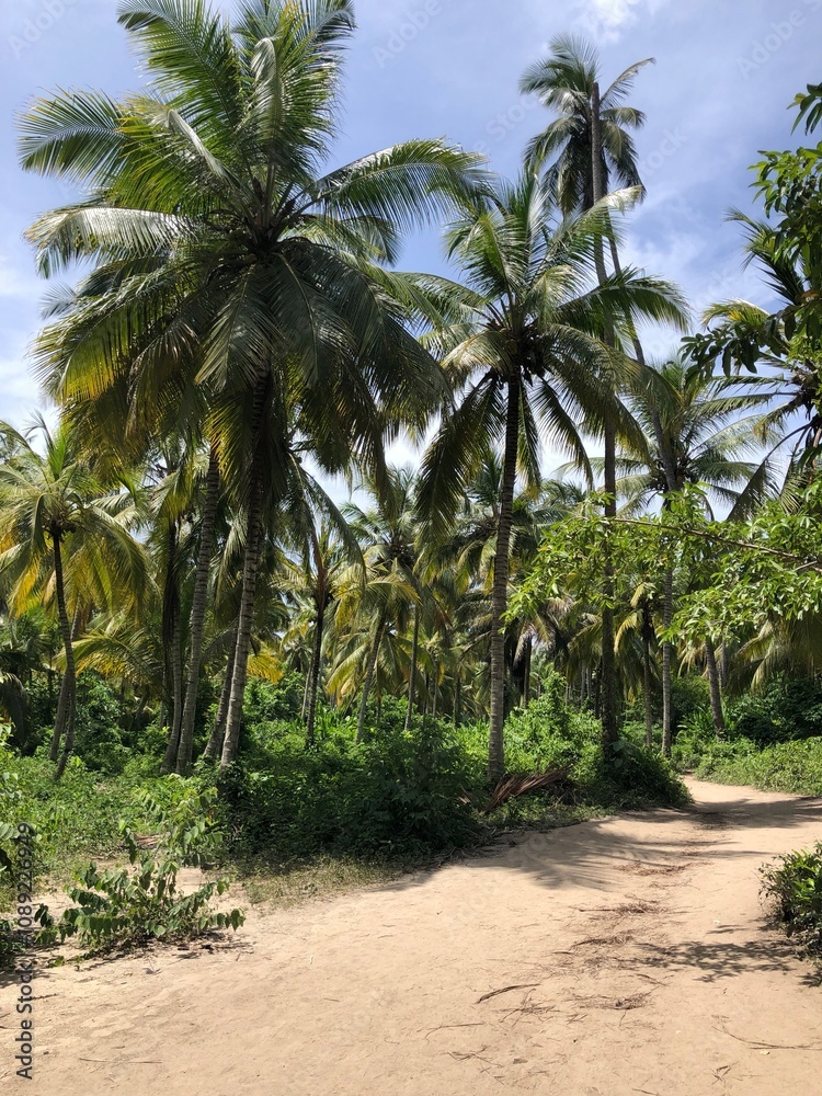 Palmtrees in Tayrona, Columbia Palmtrees in Tayrona, Columbia