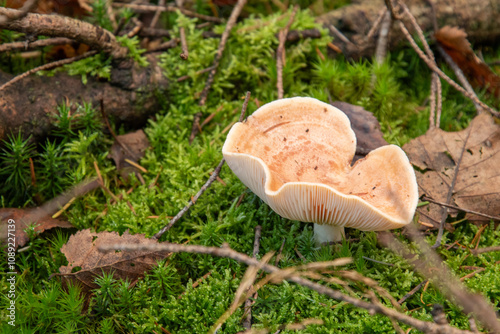 The Yellowdrop Milkcap (Lactarius chrysorrheus) in a Dutch forest, fall season.  photo