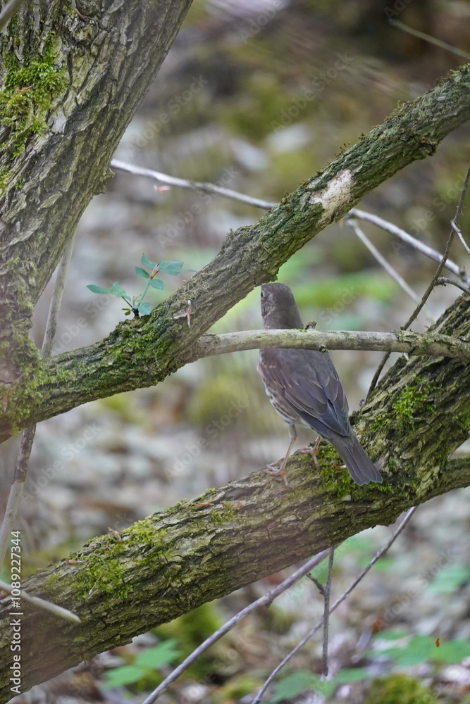 The song thrush bird hiding behind a branch in a grey forest, Germany The song thrush bird hiding behind a branch in a grey forest, Germany