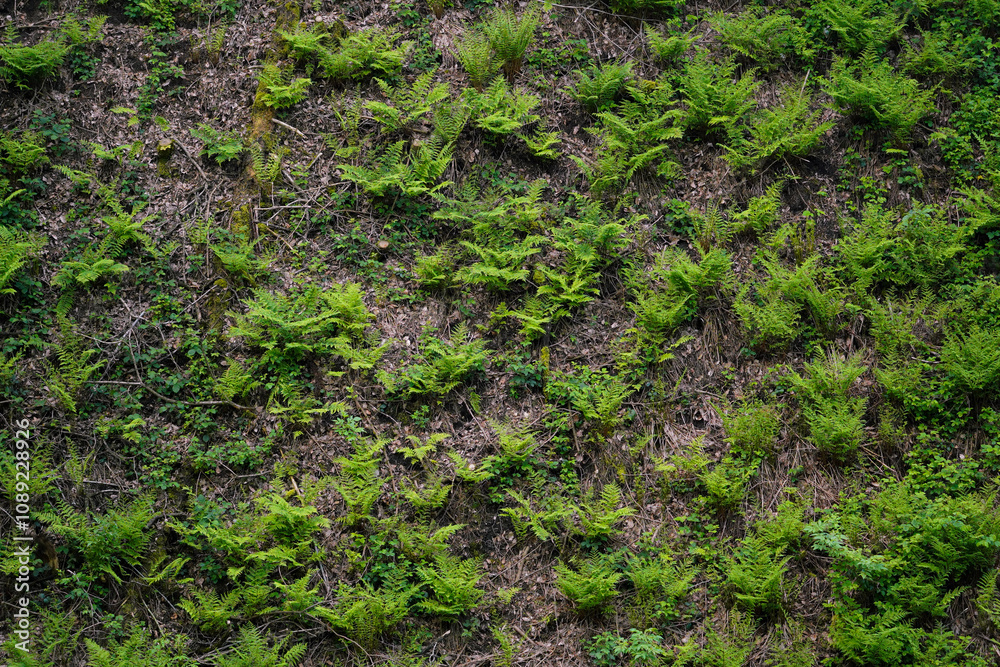 Wall of fern making a natural pattern in the forest, North Rhine-Westphalia, Germany, vertical Wall of fern making a natural pattern in the forest, North Rhine-Westphalia, Germany, vertical