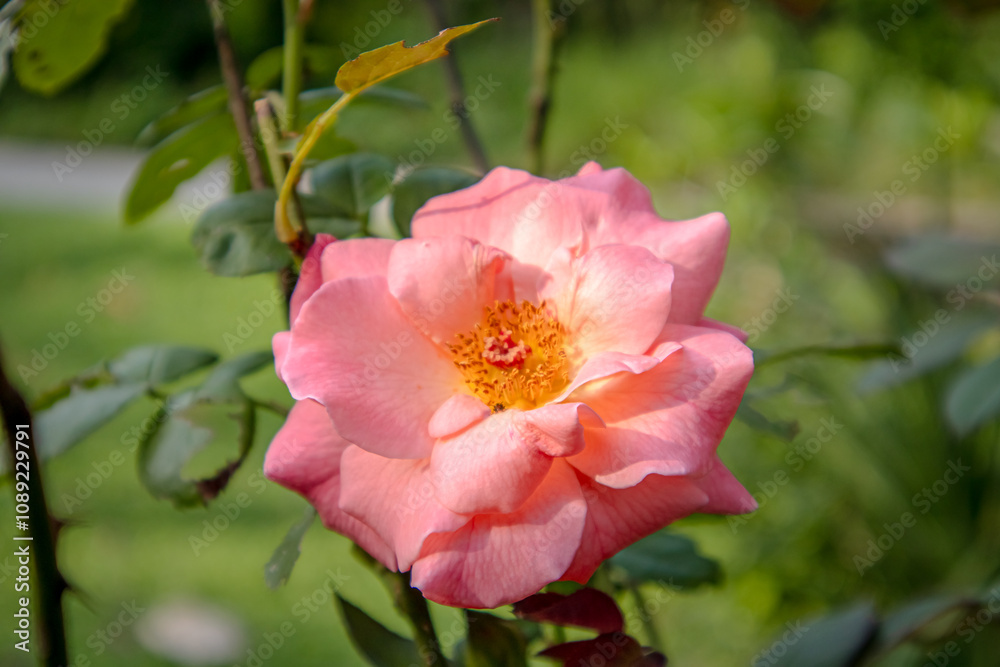 pink rose in garden close up image pink rose in garden close up image