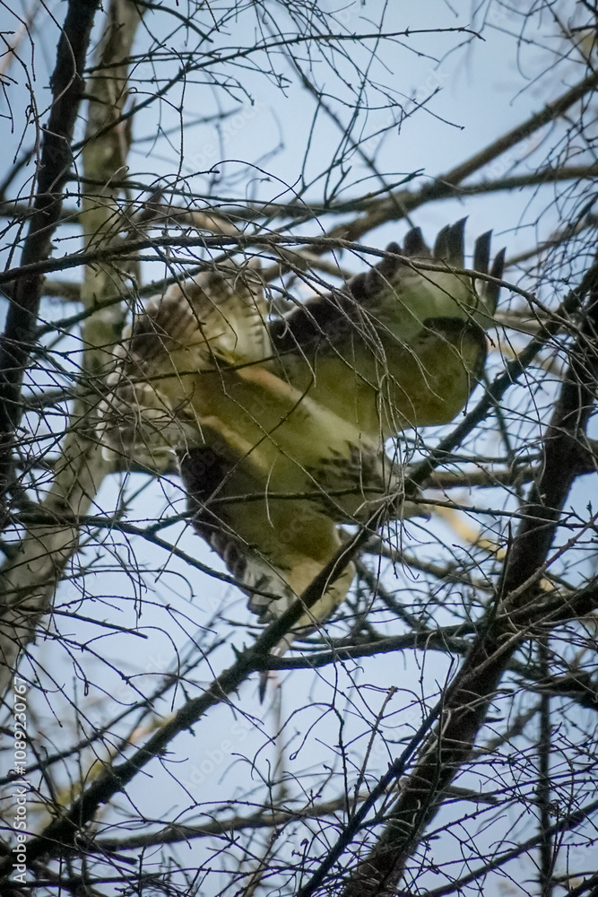 Hawk flying through tree branches in Dortmund, North Rhine-Westphalia, Germany Hawk flying through tree branches in Dortmund, North Rhine-Westphalia, Germany