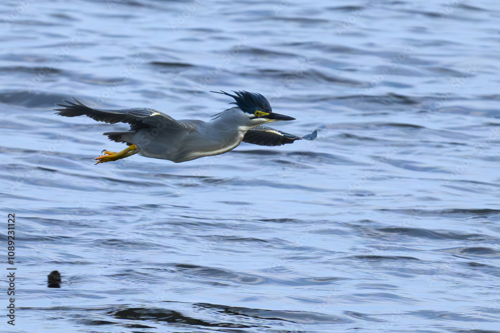 Fototapeta premium ササゴイ