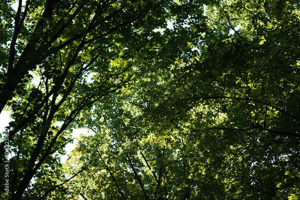 Bright green leaf tree tops in the shadows, North Rhine-Westphalia, Germany