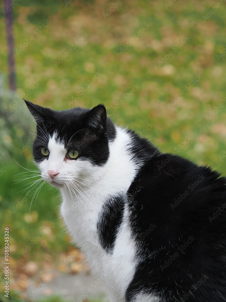 a cute white and black pet cat vertical crop format a cute white and black pet cat vertical crop format
