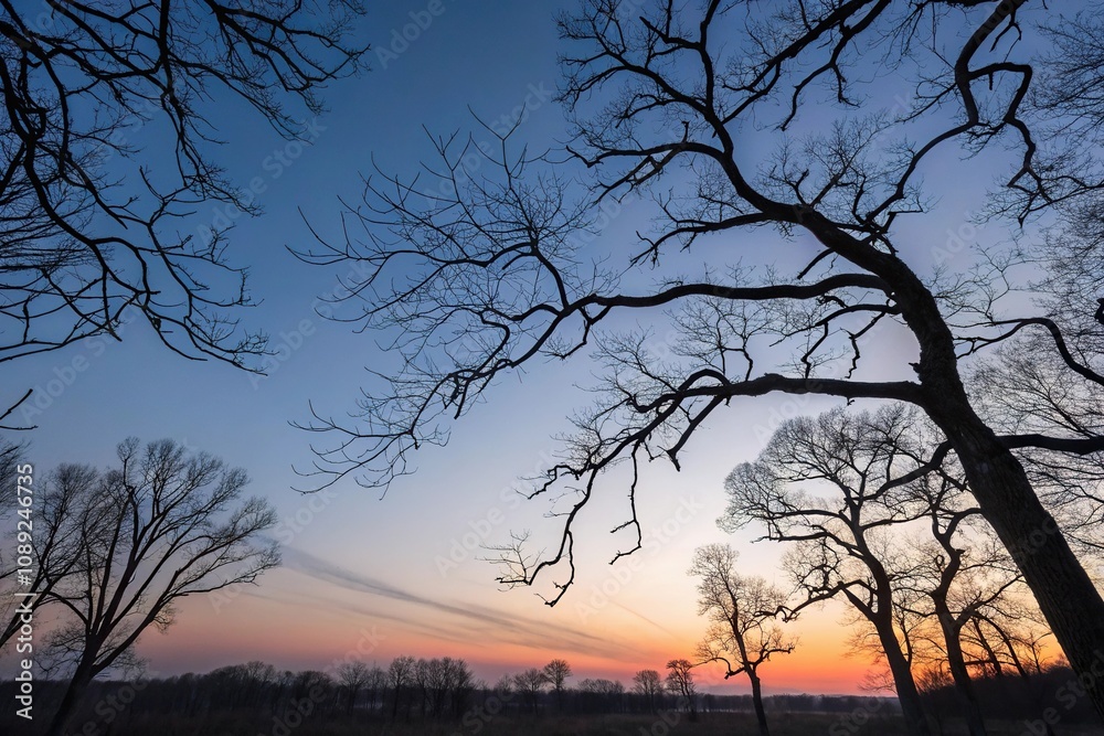 Bare branches of trees etched against the sky like a delicate pen and ink drawing at twilight, natural wonder, Kingston, nighttime, mystical Bare branches of trees etched against the sky like a delicate pen and ink drawing at twilight, natural wonder, Kingston, nighttime, mystical
