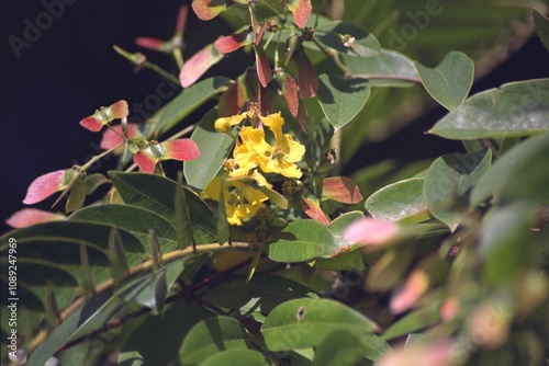 Tipuana tipu - Tipu Tree
 photo