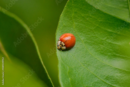 Harmonia axyridis is a large lady beetle or ladybug species that is most commonly known as the harlequin, Asian, or multicoloured asian lady beetle. photo