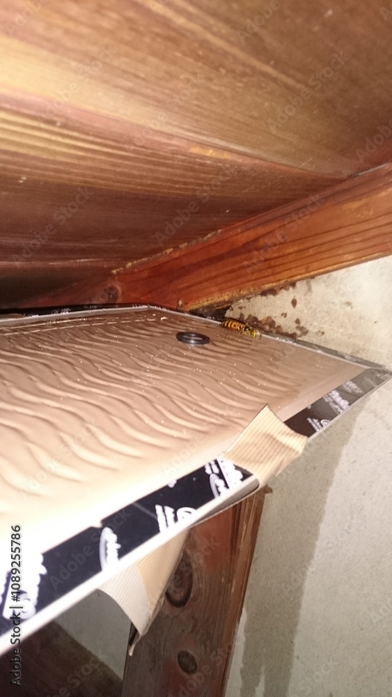 453)There are many japanese yellow hornets in the house(Photo taken at 21:34 on september 9, 2015) vespa simillima xanthoptera 453)There are many japanese yellow hornets in the house(Photo taken at 21:34 on september 9, 2015) vespa simillima xanthoptera