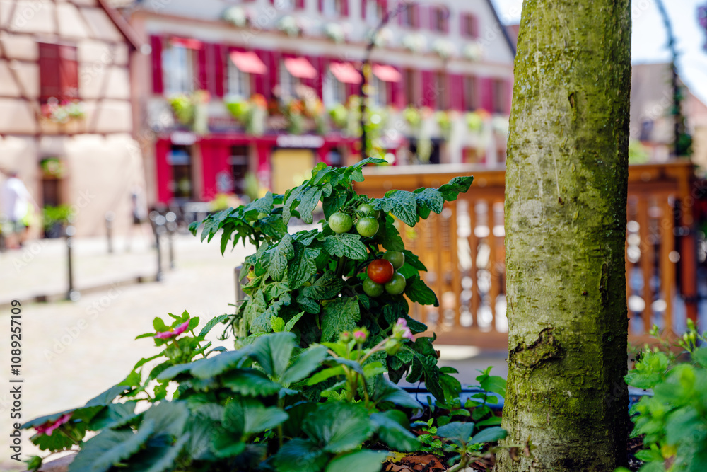 the colorful streets of Alsace Ribeauvillé the colorful streets of Alsace Ribeauvillé
