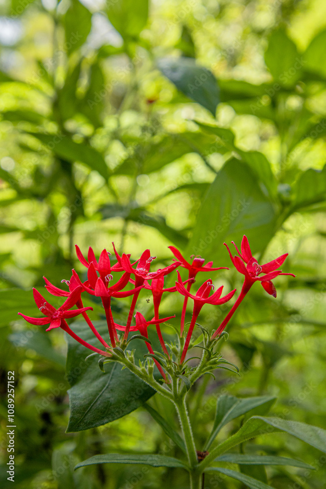 Fototapeta premium red Pentas lanceolata flower selective focus stock image 