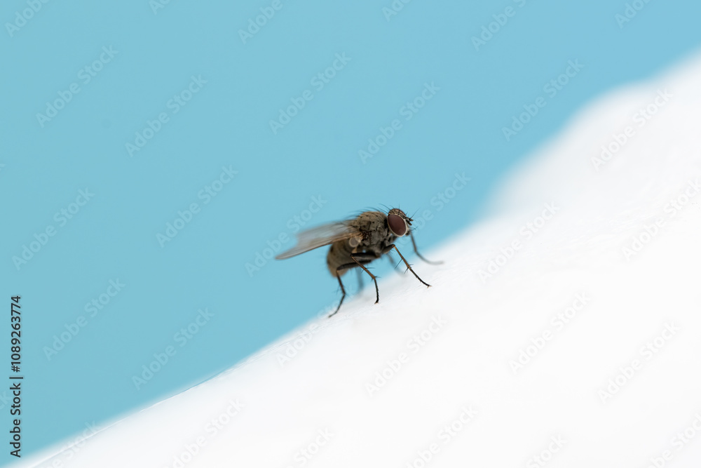 Obraz premium A fly is on a white surface
