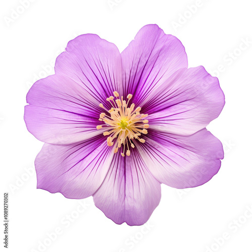 Closeup Lilac Flower Petals, Delicate Bloom, Purple Hues, Isolated on Transparent Background