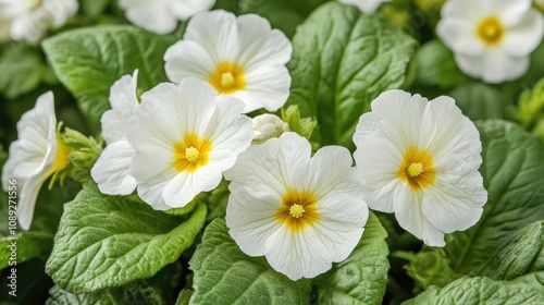 Close-up view of delicate white flowers with vibrant yellow centers, nestled among rich green leaves in a lush garden setting.