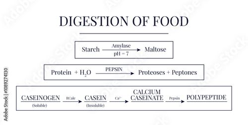 Digestion of Food