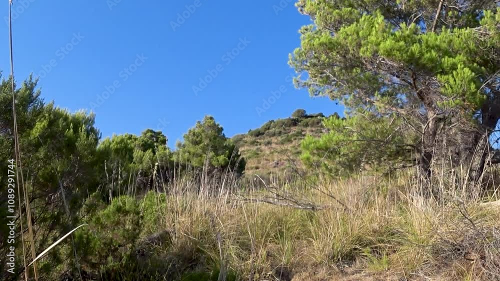 Mediterranean scrubs and Maritime Pines on the top of the hill along the Italian south coast during the summer at sunset.
