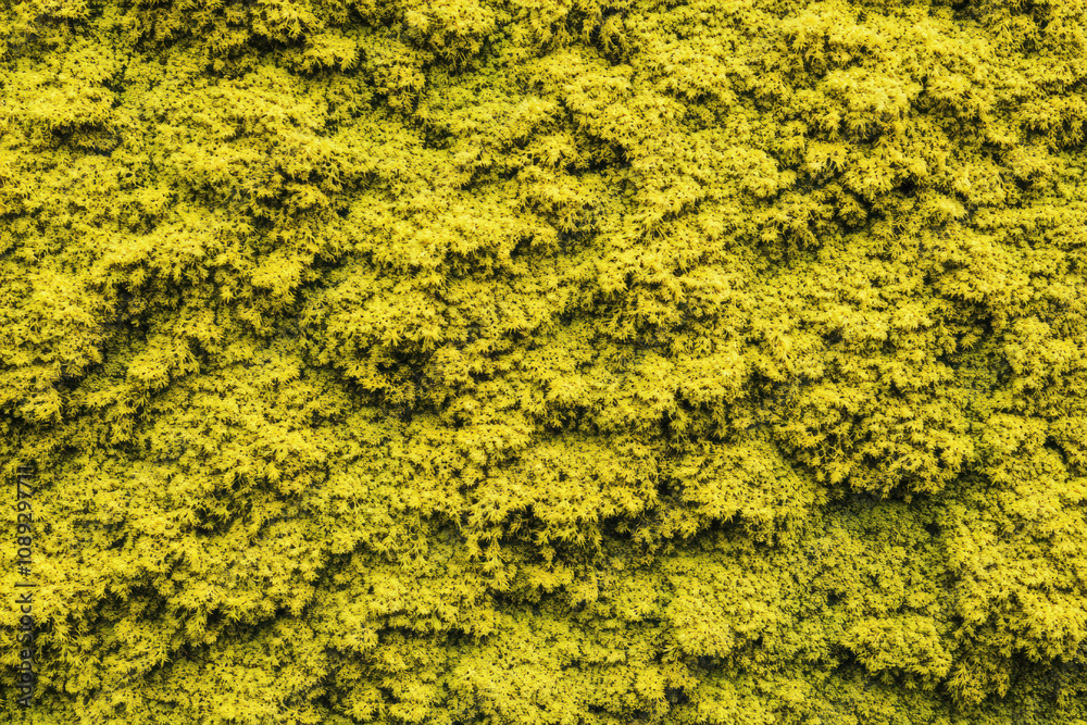 A close-up photo of vibrant yellow Icelandic moss, featuring dense clusters with intricate textures and detailed plant structures. A close-up photo of vibrant yellow Icelandic moss, featuring dense clusters with intricate textures and detailed plant structures.