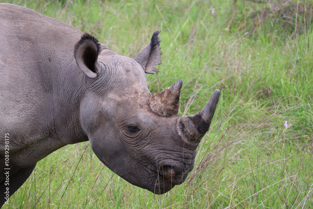 Gros plan d'un rhinocéros noir Gros plan d'un rhinocéros noir