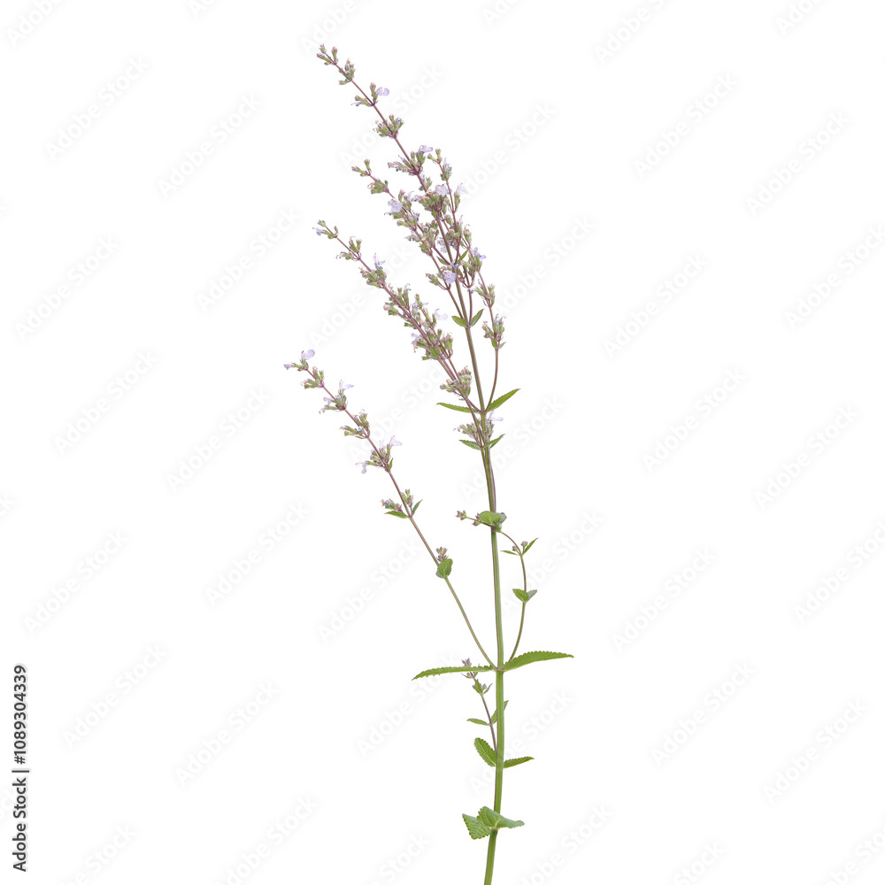 Fototapeta premium Hairless catmint plant with flowers isolated on white, Nepeta nuda