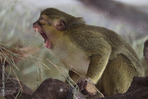 Fototapeta Naklejka Na Ścianę i Meble -  monkey