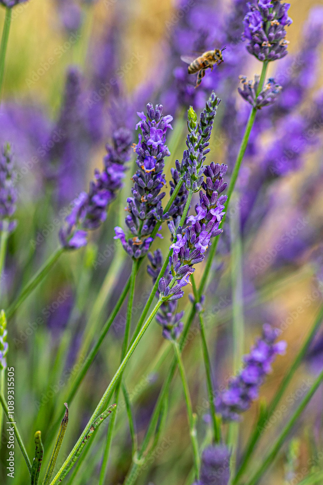 Fototapeta premium lavender flowers in the field