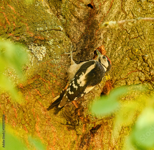 middle spotted woodpecker (Dendrocoptes medius) on a tree looking into hole photo