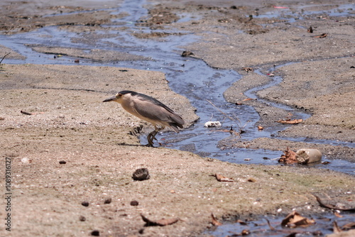 Photography Bird Socozinho Butorides Striata, walking on a beach affected by sewage