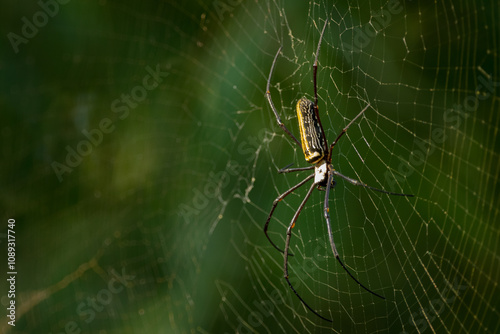 giant wood spider on its web photo