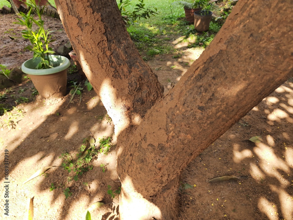 Fototapeta premium Termite nest on a mango tree. Termites eating tree wood. Trunk tree that has become infested with thousands of termites, insects and their larvae, which have filled the wood with tiny holes.