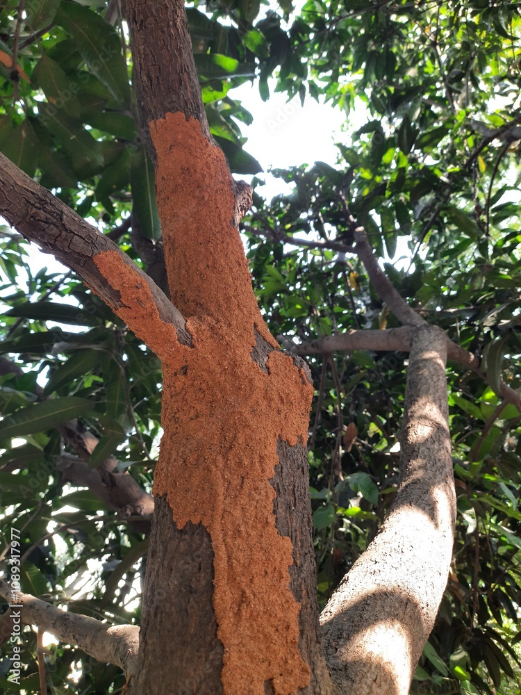 Fototapeta premium Termite nest on a mango tree. Termites eating tree wood. Trunk tree that has become infested with thousands of termites, insects and their larvae, which have filled the wood with tiny holes. 