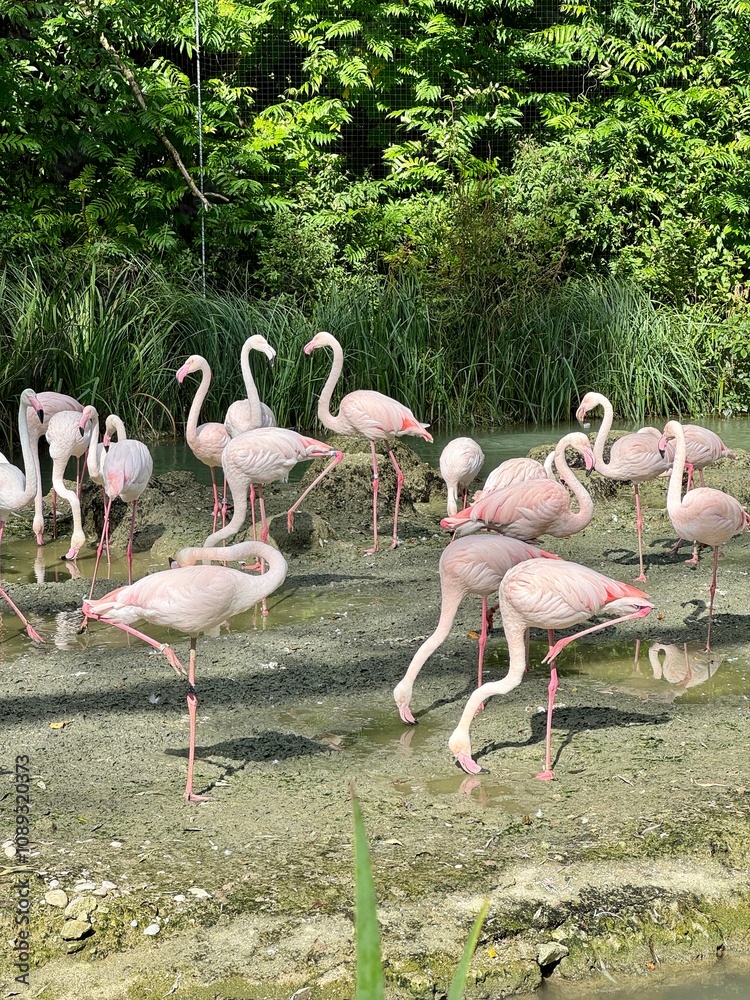 group of flamingos in the zoo group of flamingos in the zoo