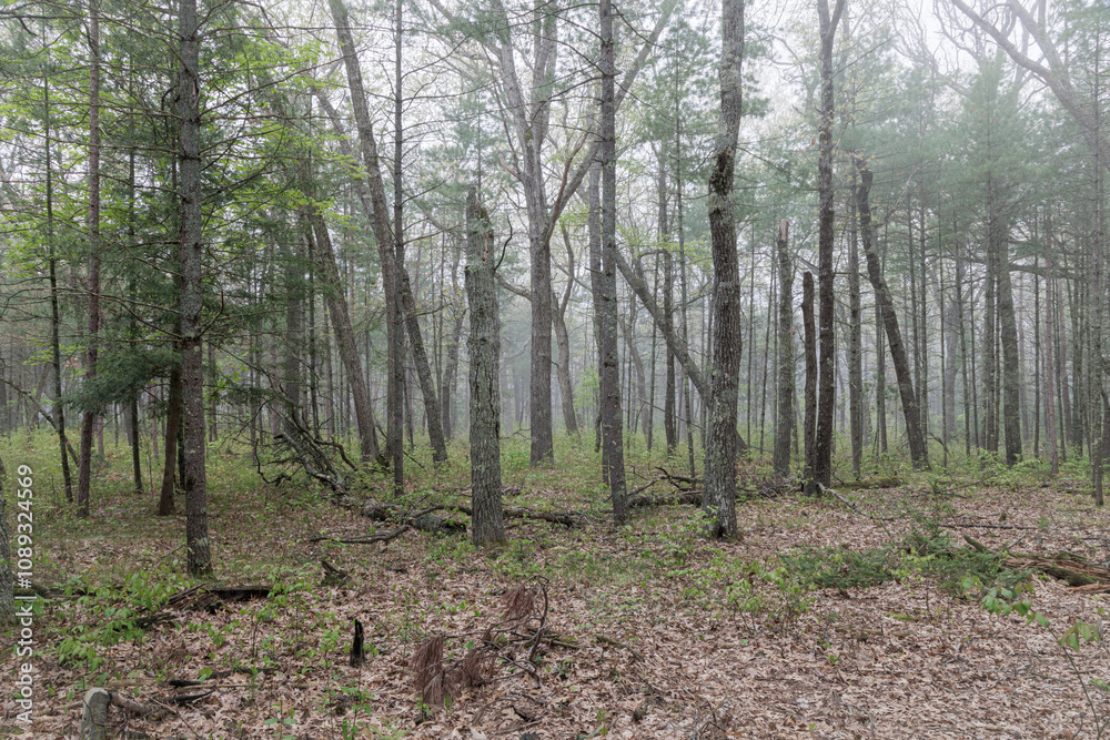 Obraz premium Huron Mists (2024)