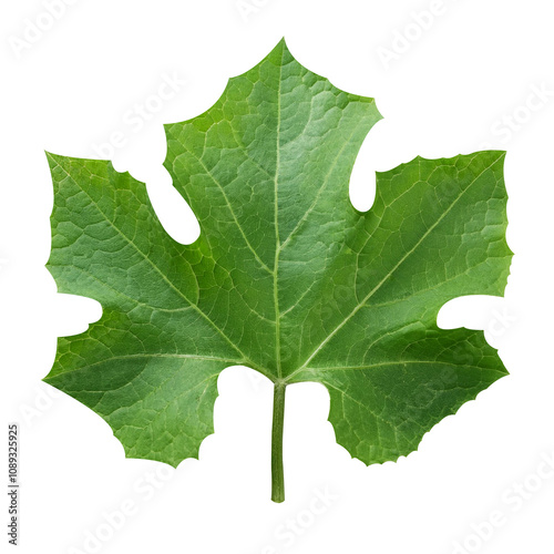 One green vegetable leaf, isolated transparent background image.