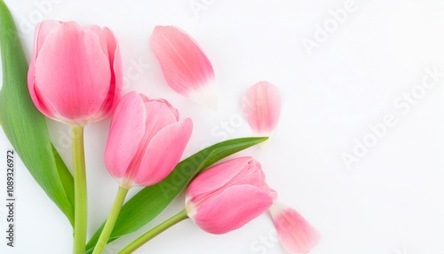 Closeup of Blooming Tulip Flowers and Petals Isolated on White Background. Top View of Flower with Empty Space.