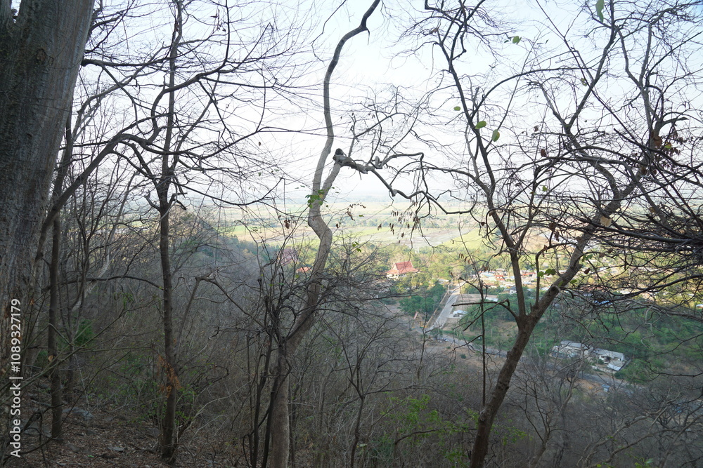 Exploring lush nature trails hillside viewpoint photo capture tranquil environment nature concept for outdoor enthusiasts Exploring lush nature trails hillside viewpoint photo capture tranquil environment nature concept for outdoor enthusiasts