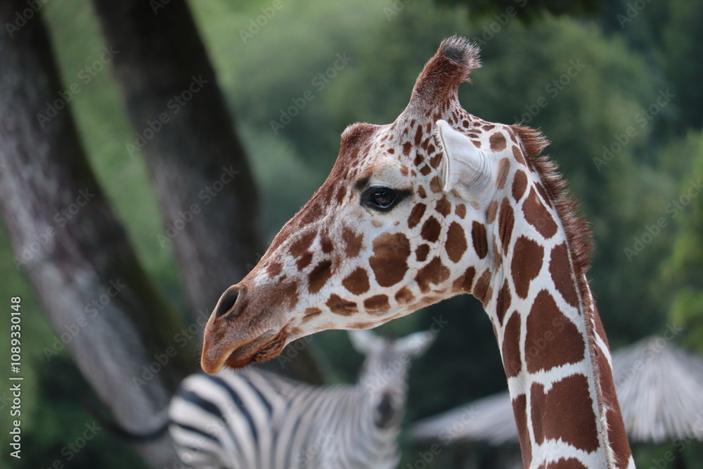 close up of a giraffe