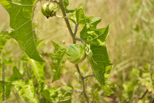 Pasture weed. Kills horses, Juá bagudo, beach watermelon, kills cattle (Solanum palinacanthum) - Portuguese: Arrebenta cavalo.